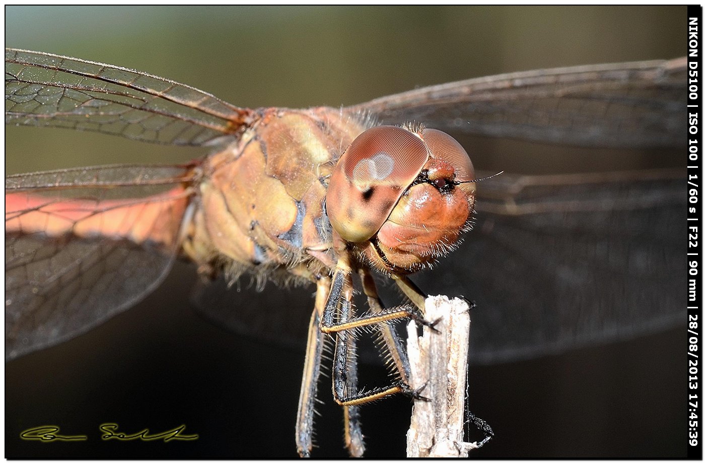 Sympetrum meridionale
