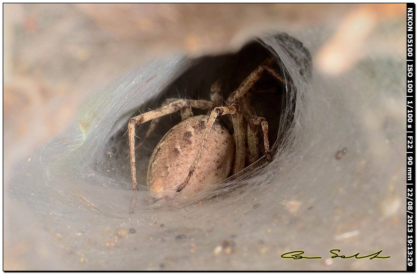 Agelena labyrinthica - Alghero (SS)