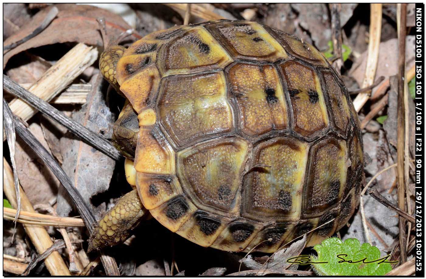 Testudo hermanni?