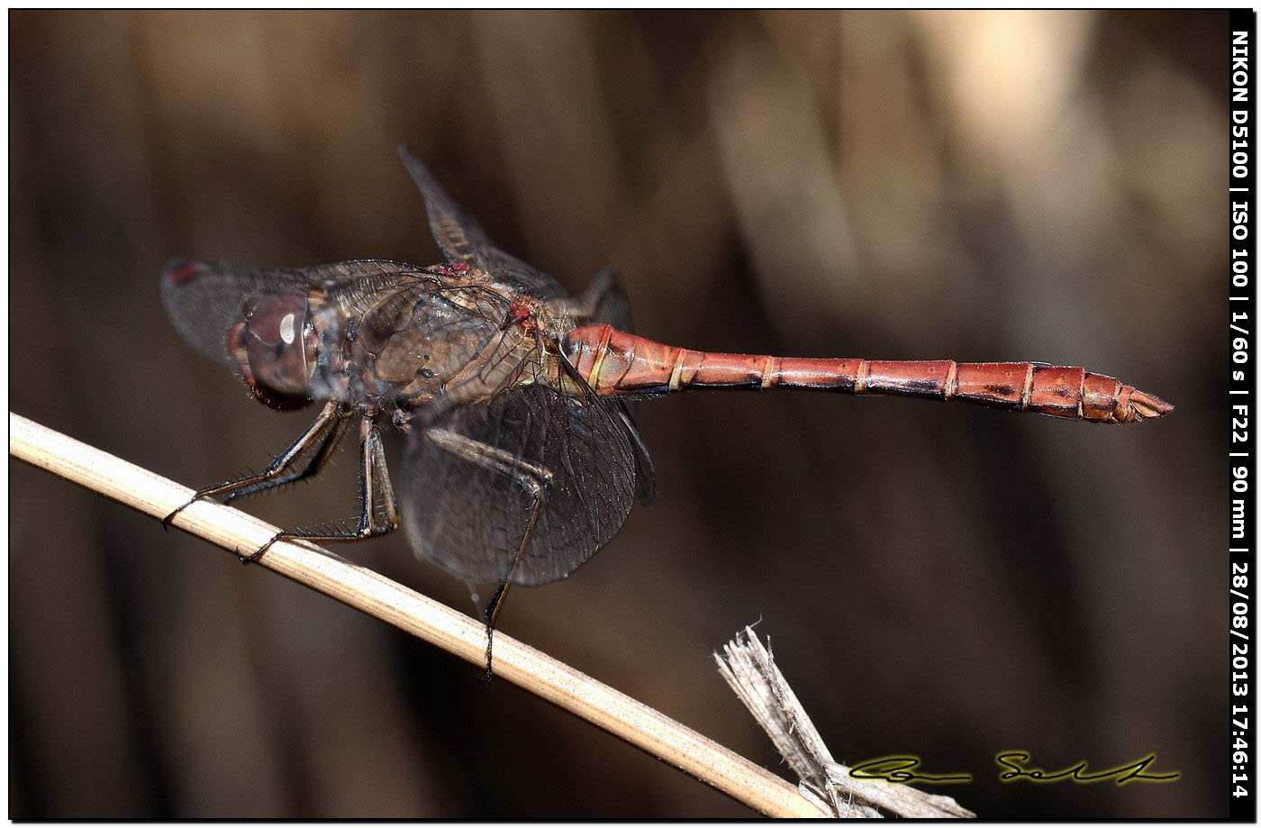 Sympetrum meridionale