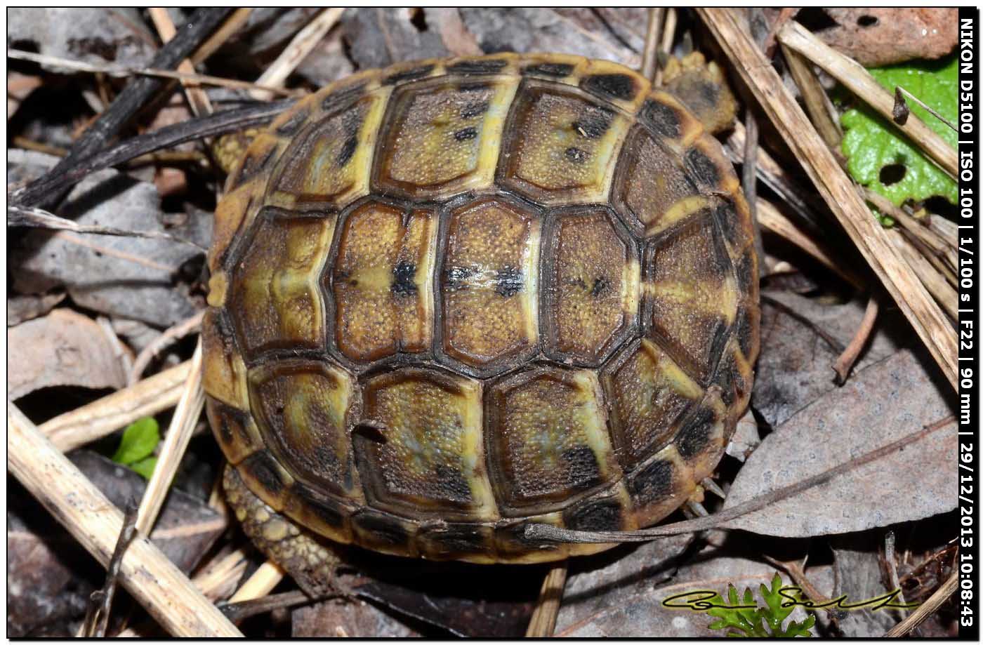 Testudo hermanni?
