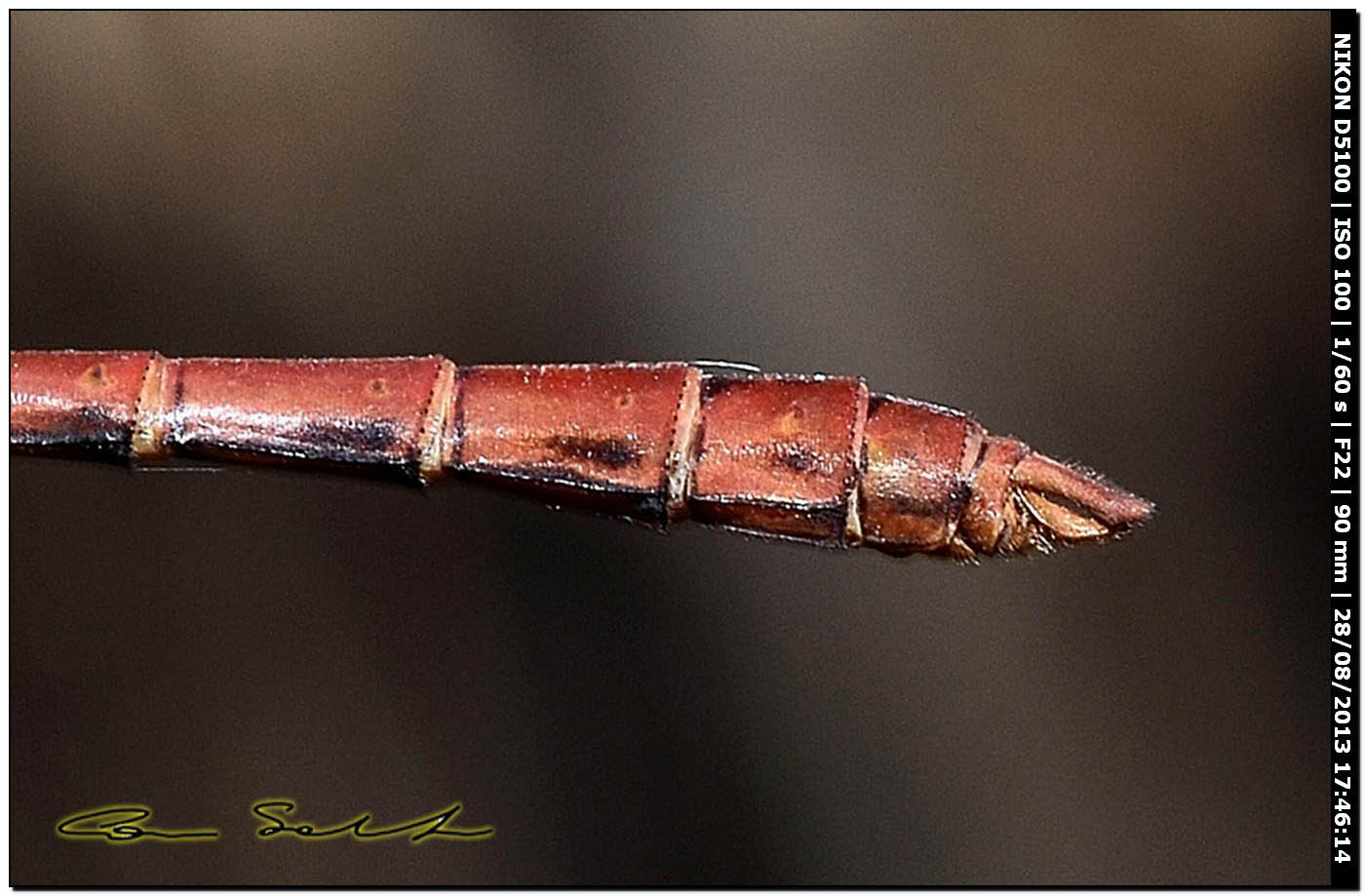 Sympetrum meridionale