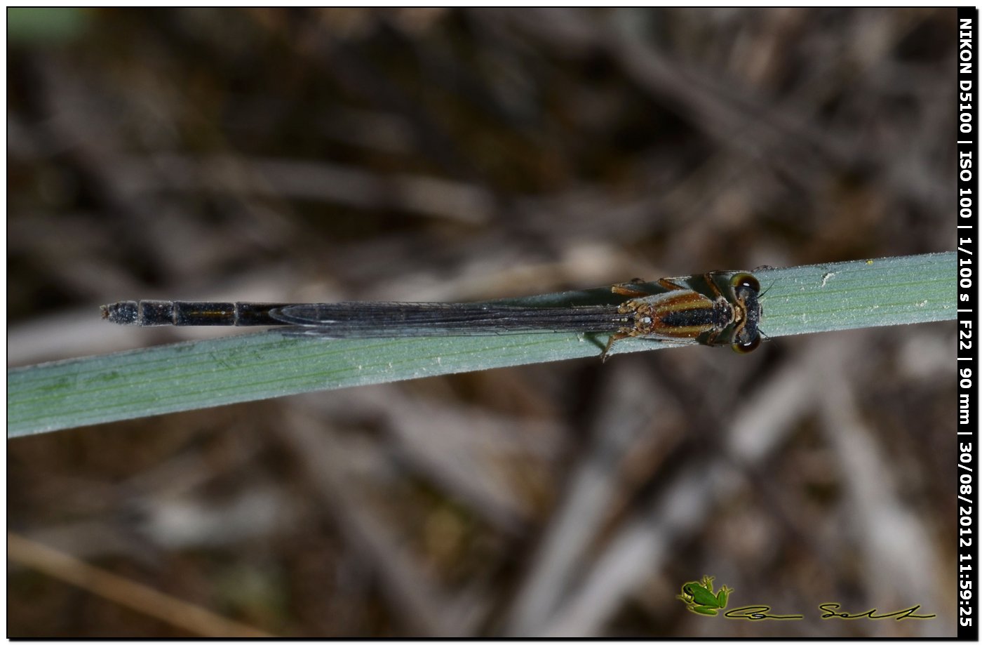 Ischnura genei