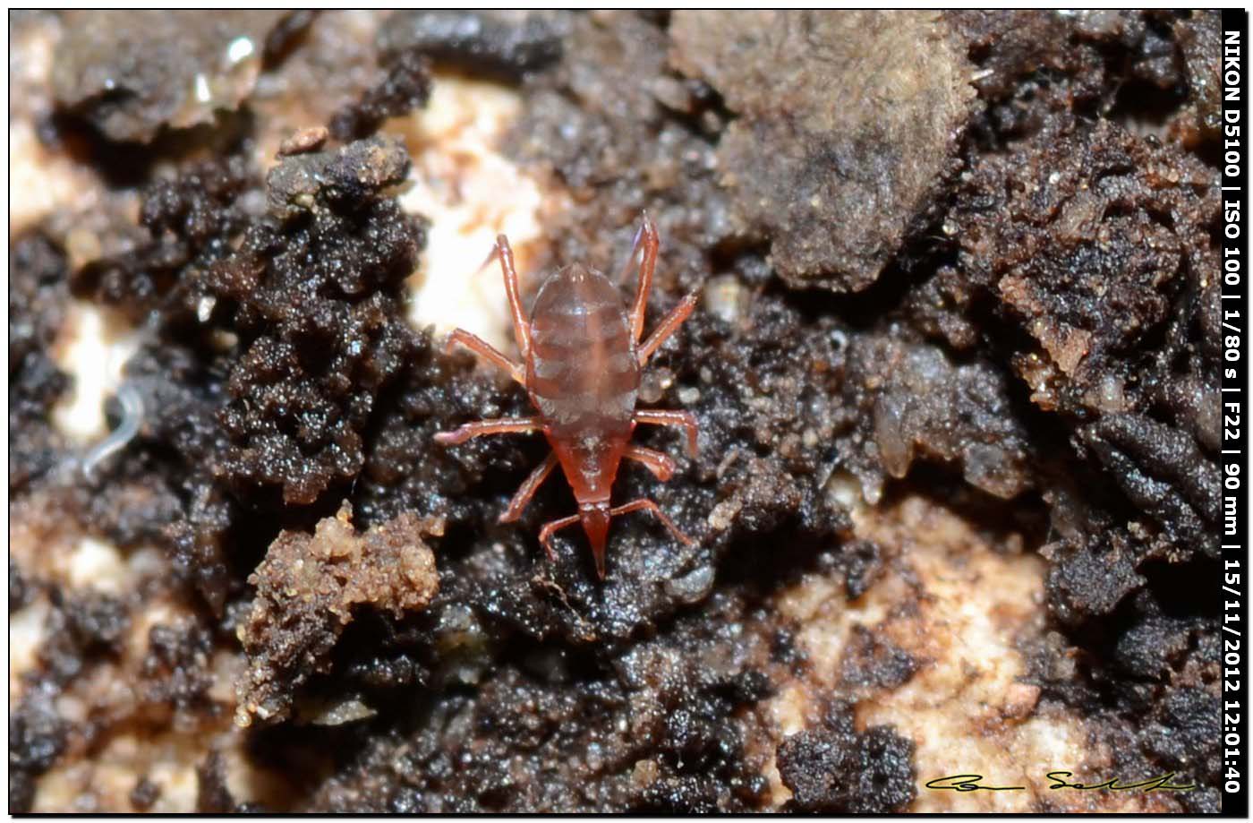 Bdellodes cfr longirostris (Bdellidae) - Ittiri (SS)