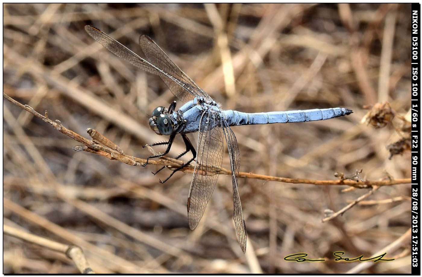 Orthetrum coerulescens anceps