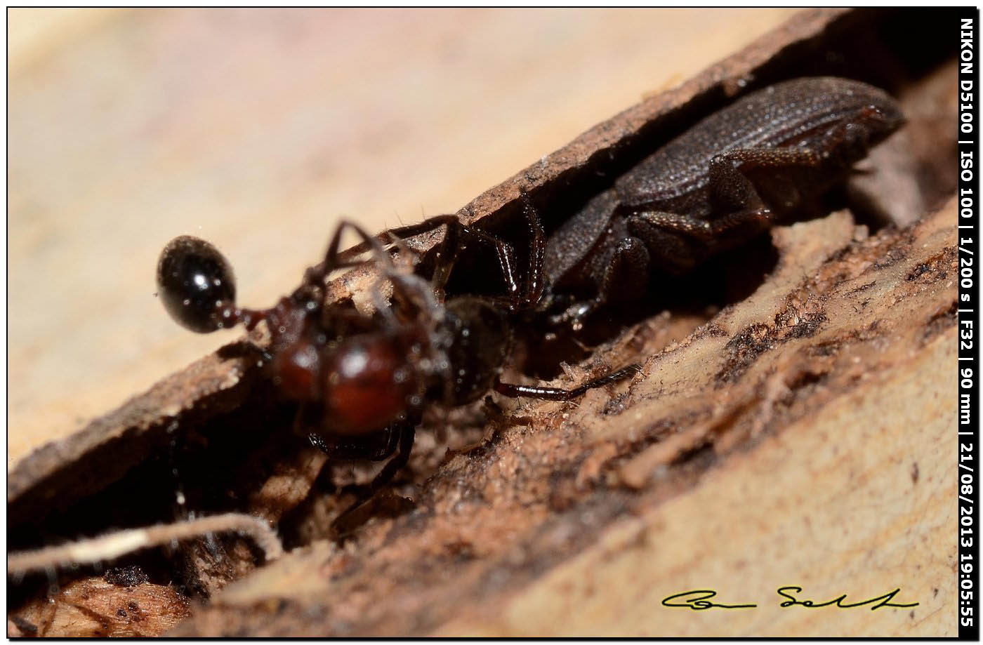 Euryopis episinoides preda formica - Valverde (Alghero, SS)