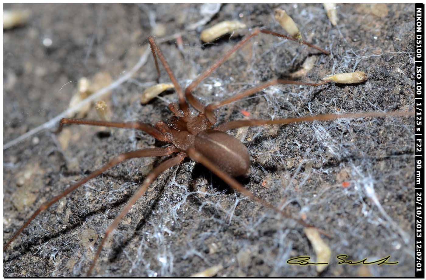 Loxosceles rufescens in natura - Bosa (OR)