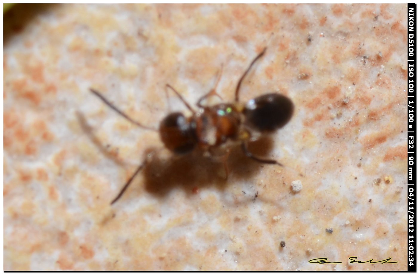 Encirtide o Eulofide
