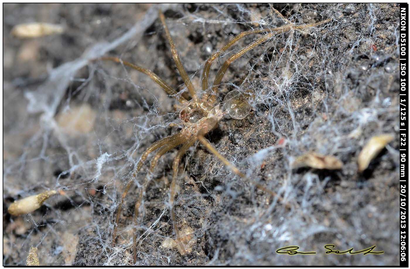 Loxosceles rufescens in natura - Bosa (OR)