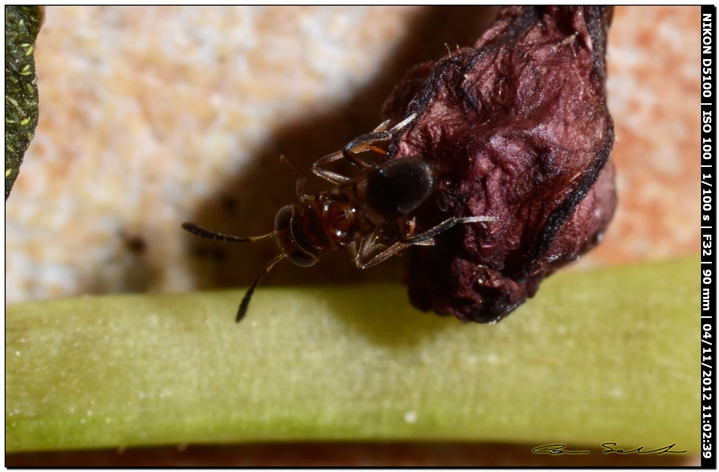 Encirtide o Eulofide
