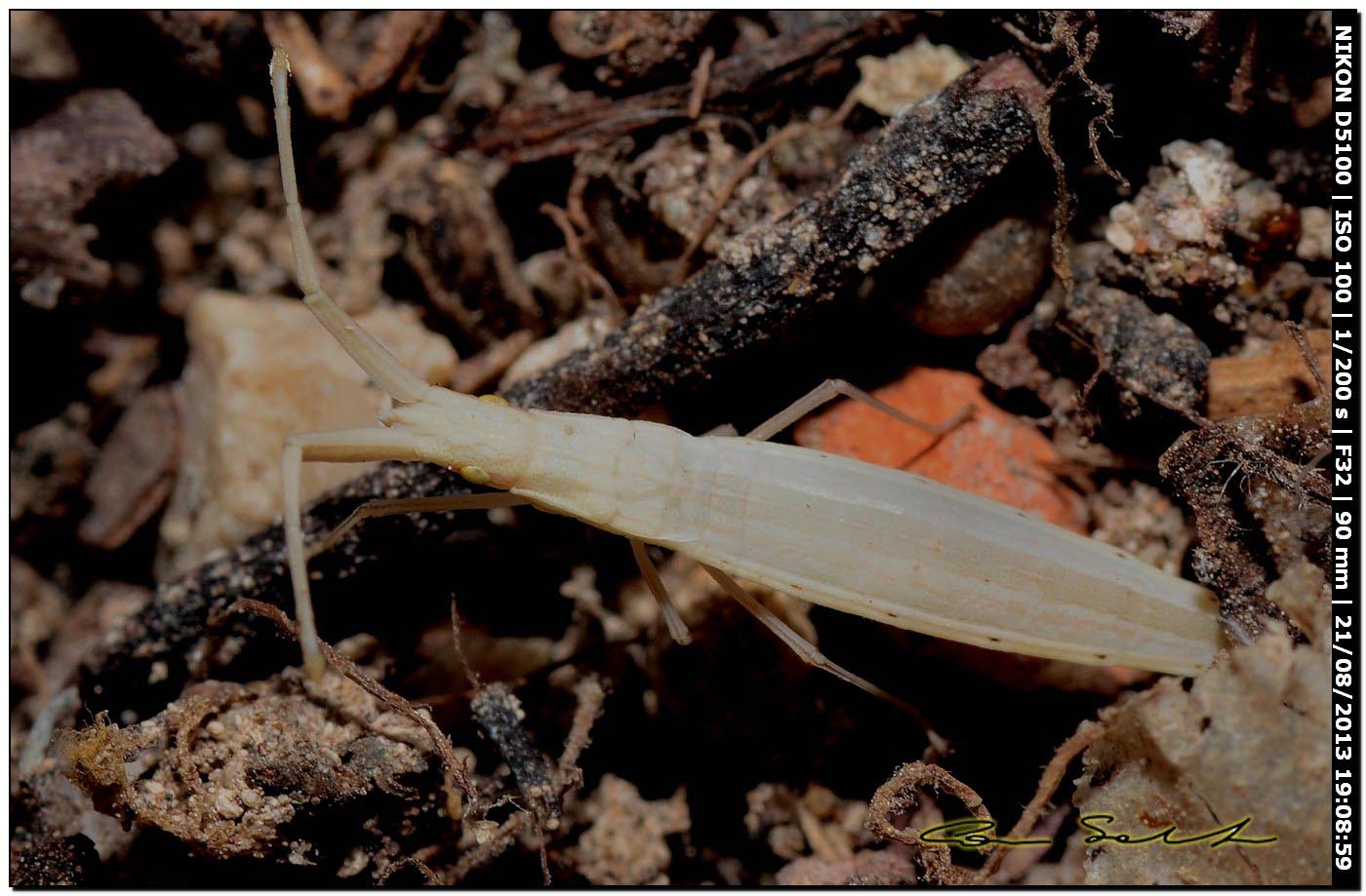 Prionotylus brevicornis, Coreidae