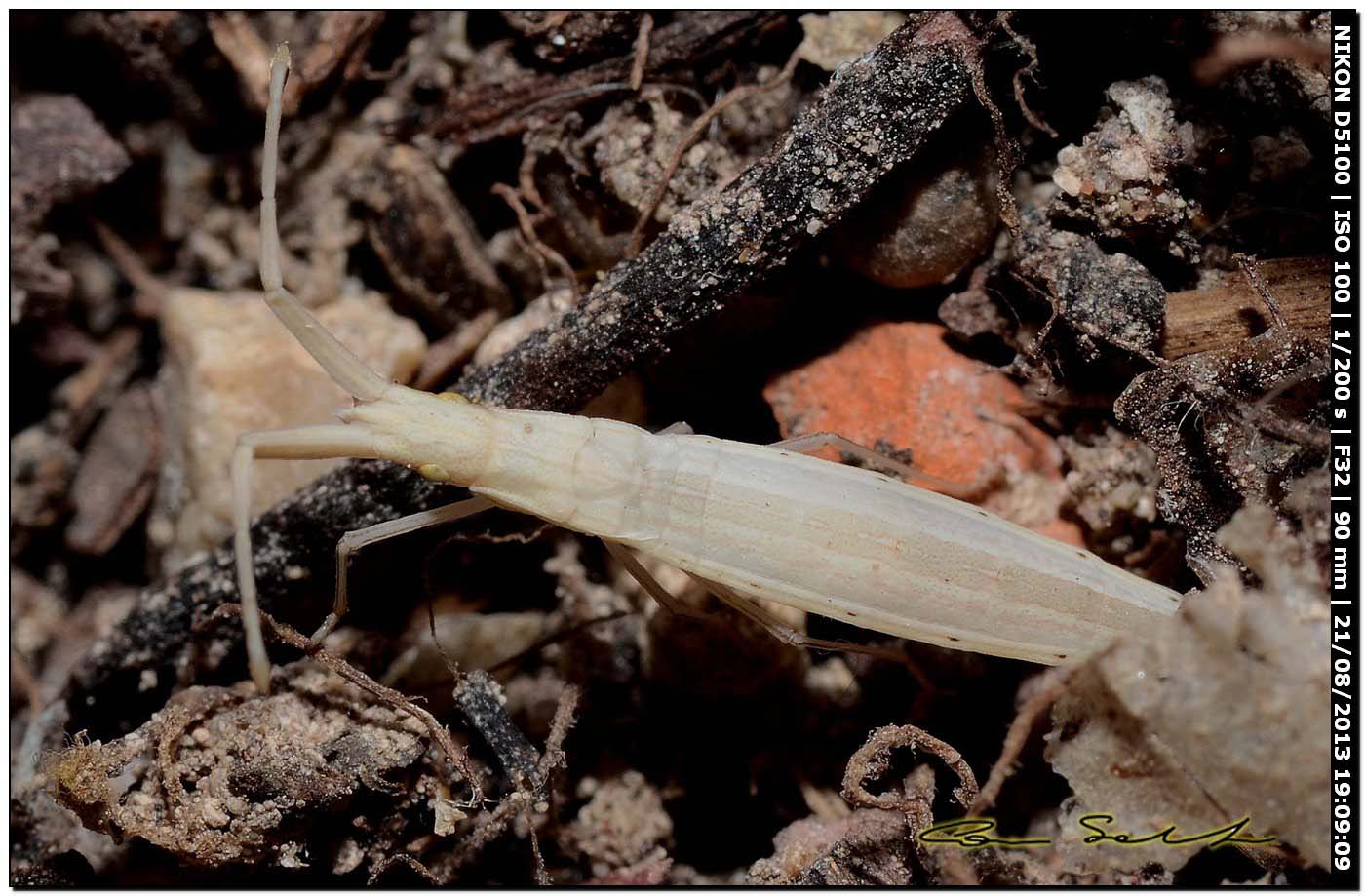 Prionotylus brevicornis, Coreidae