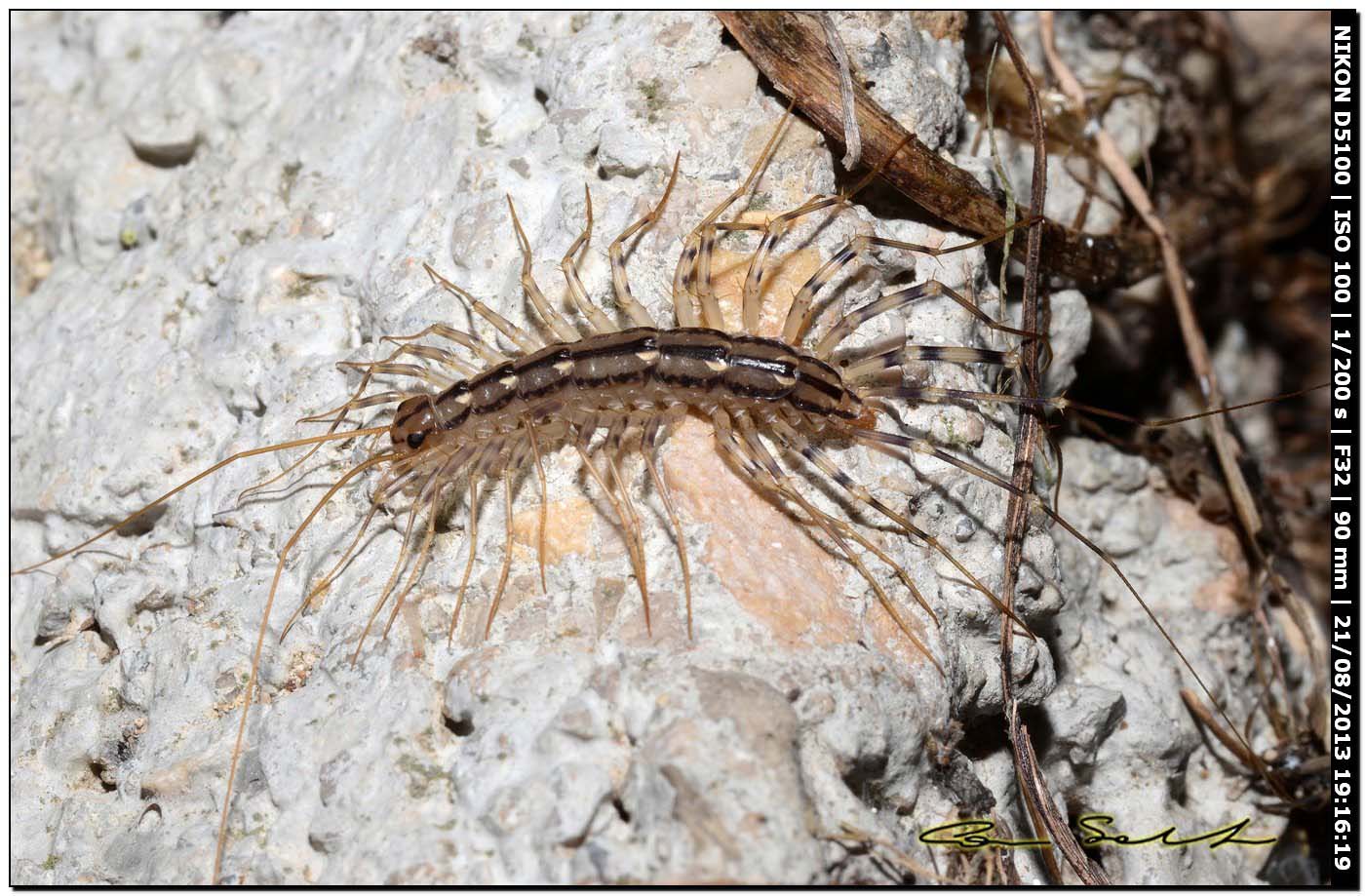 Scutigera coleoptrata