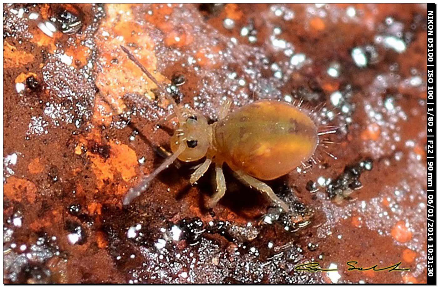 Dicyrtomidae