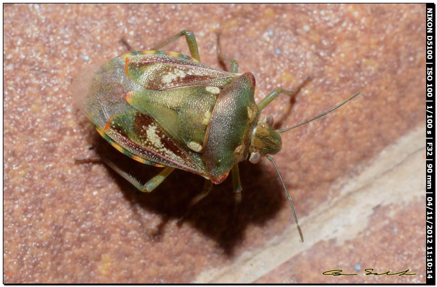 Pentatomidae: Chroantha ornatula della Sardegna (SS)