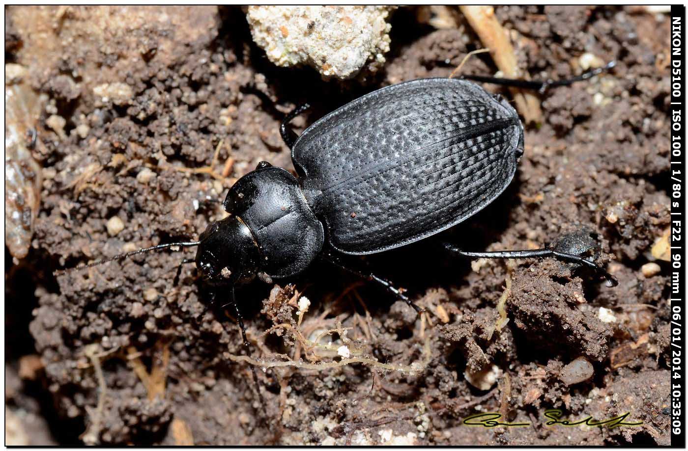 Carabidae, Licinus punctatulus ♂♀