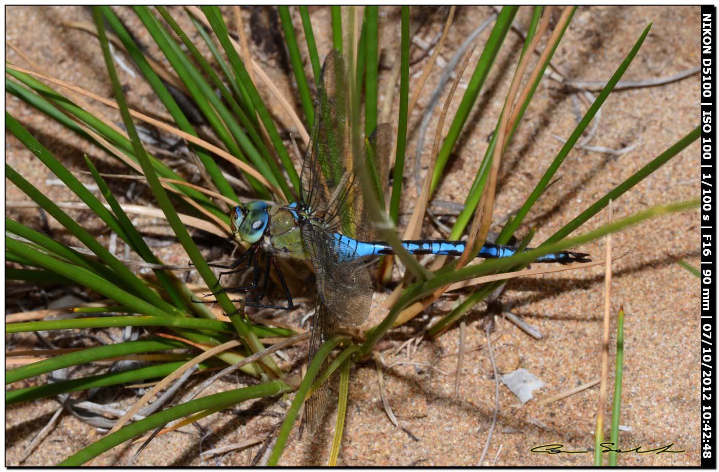 Anax imperator in ... difficolt