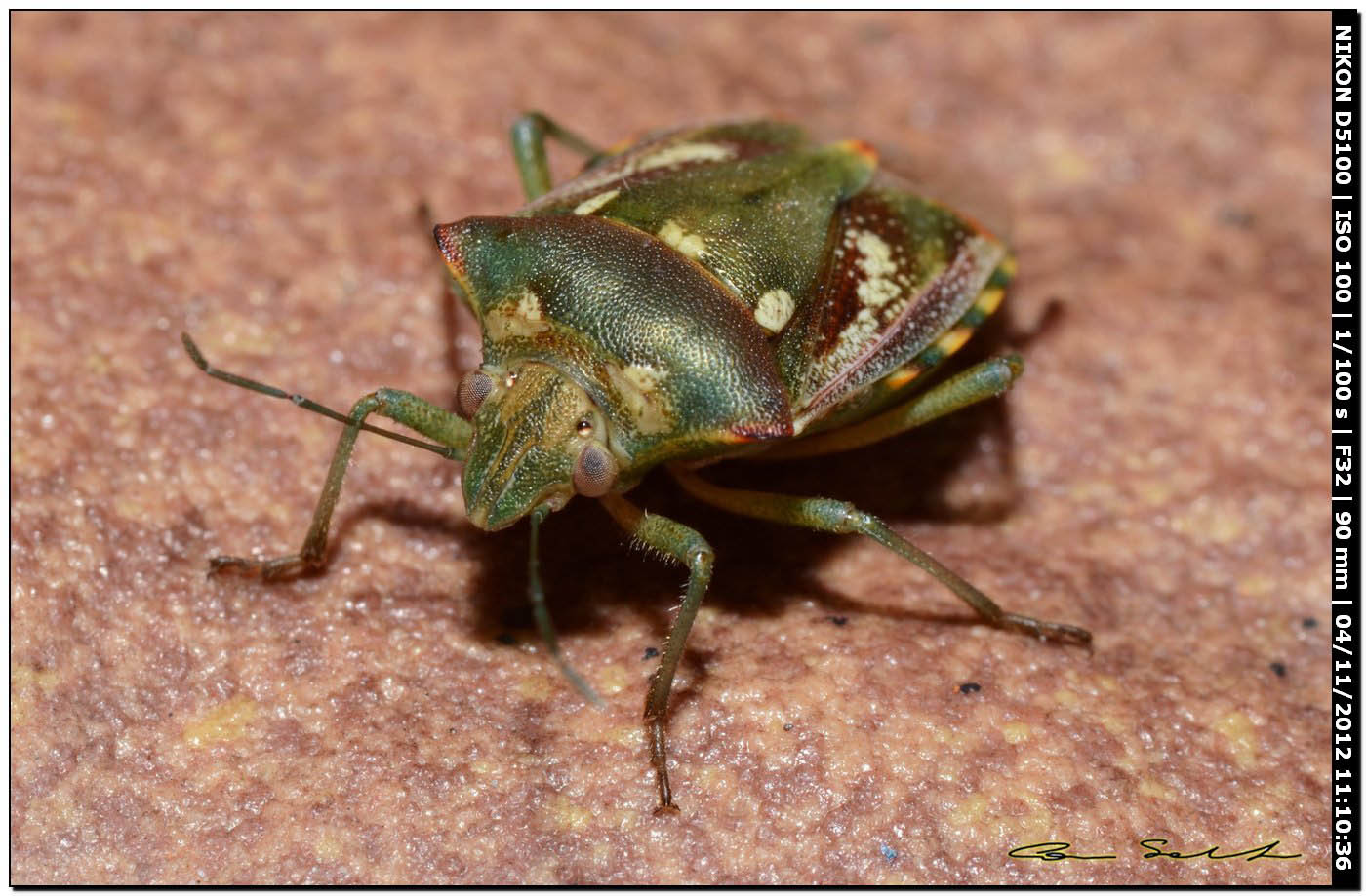 Pentatomidae: Chroantha ornatula della Sardegna (SS)