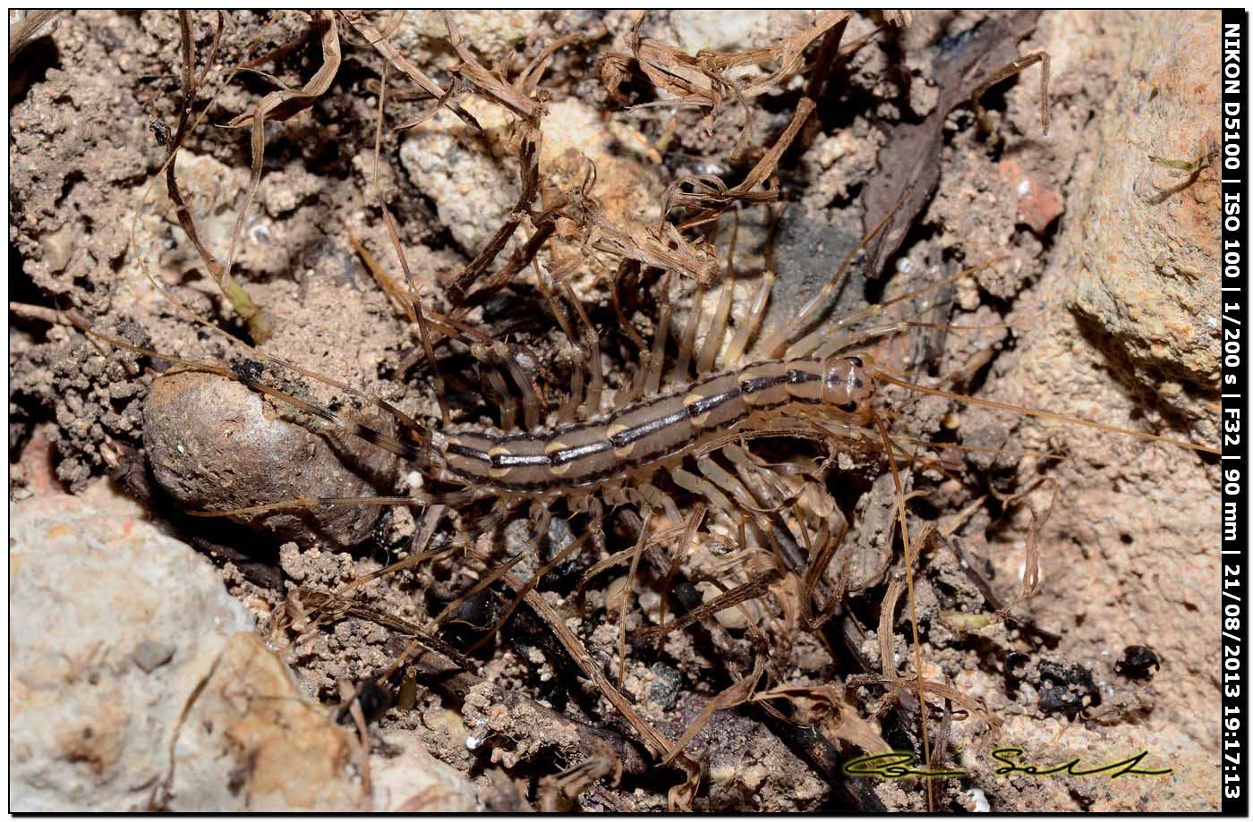 Scutigera coleoptrata