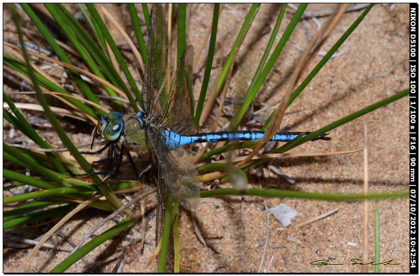 Anax imperator in ... difficolt