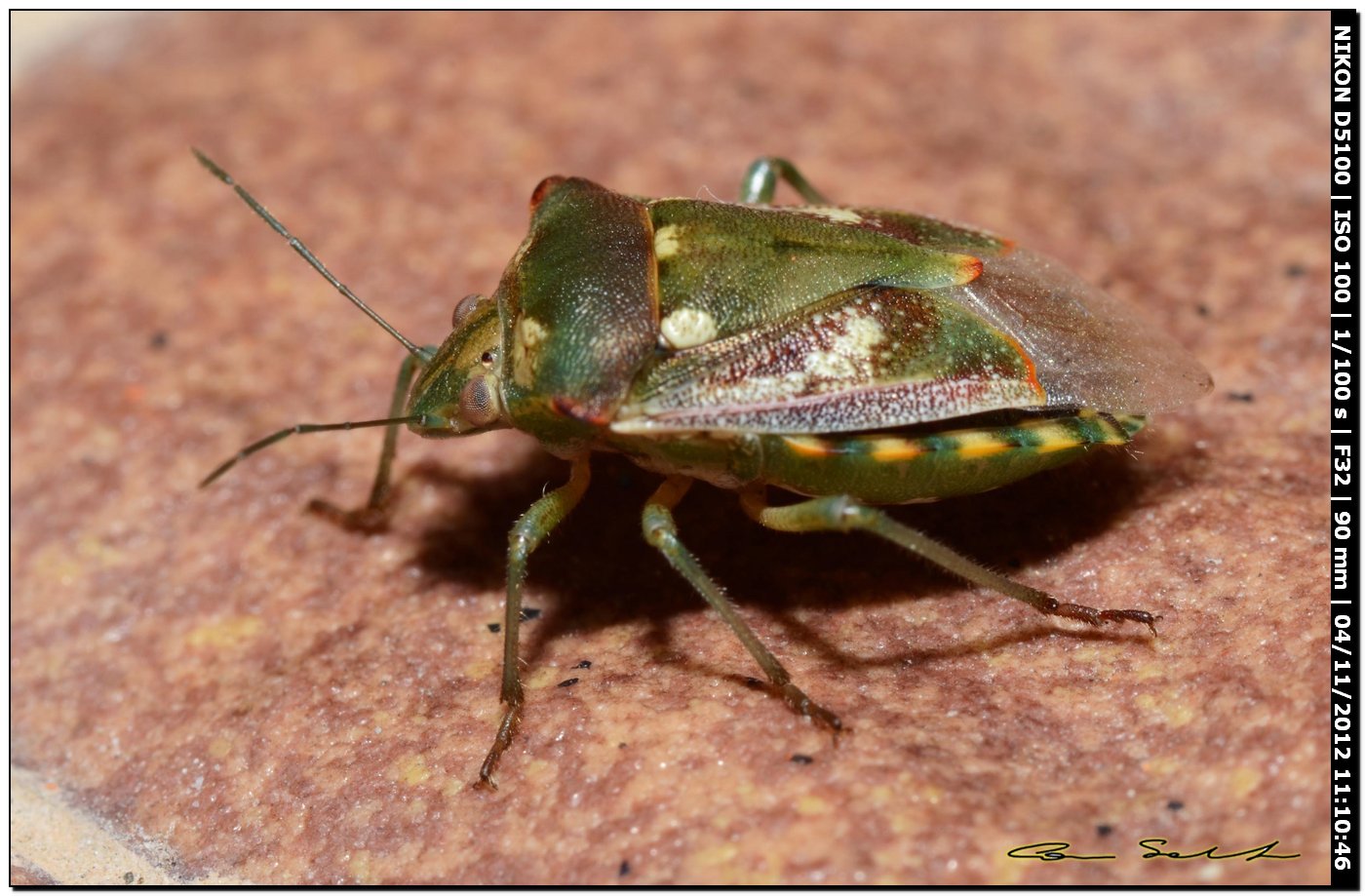 Pentatomidae: Chroantha ornatula della Sardegna (SS)
