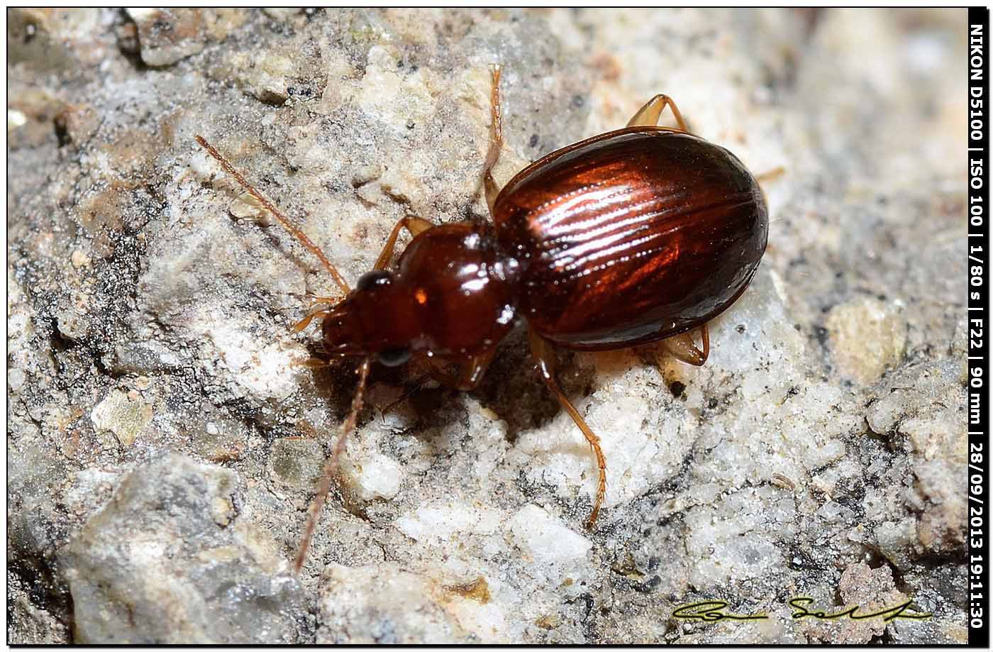 Ocys harpaloides (Carabidae)