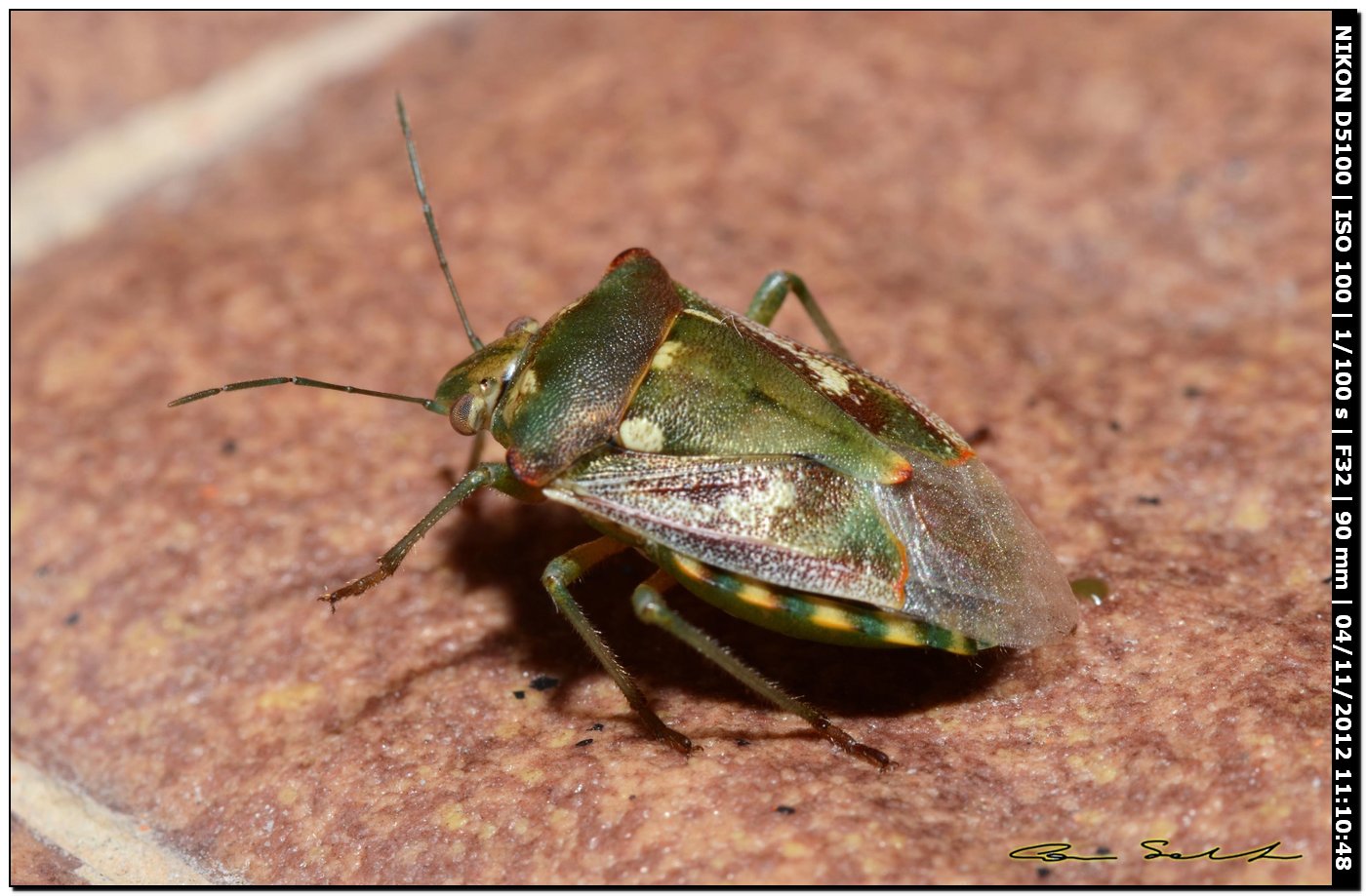 Pentatomidae: Chroantha ornatula della Sardegna (SS)
