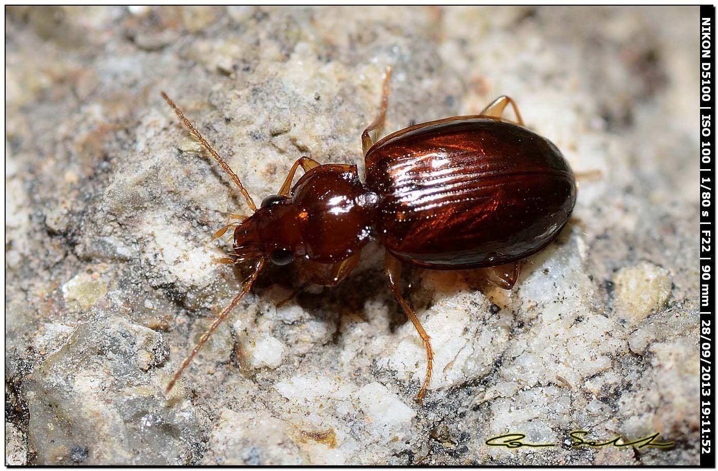 Ocys harpaloides (Carabidae)