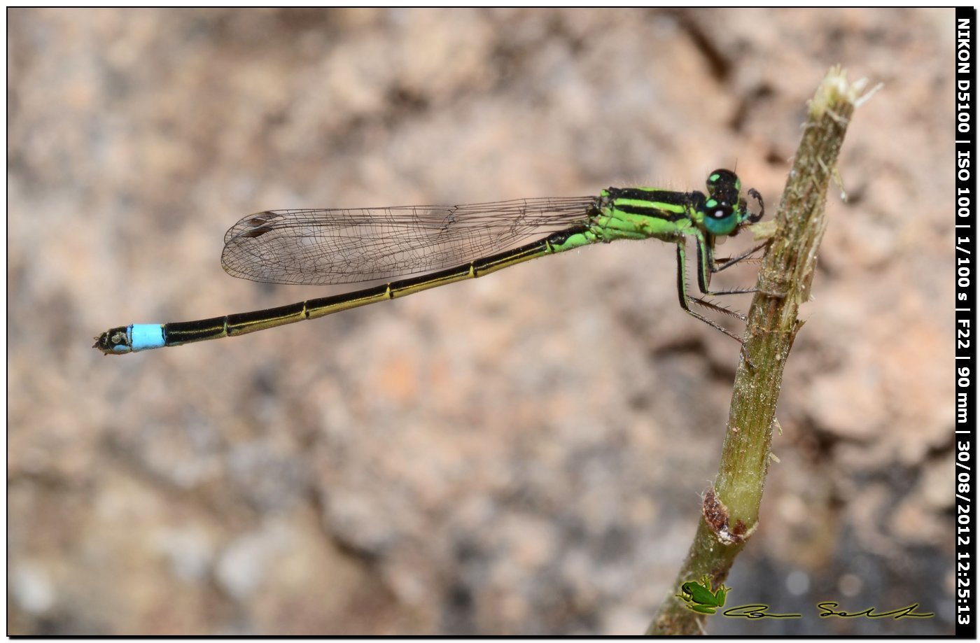 Ischnura genei