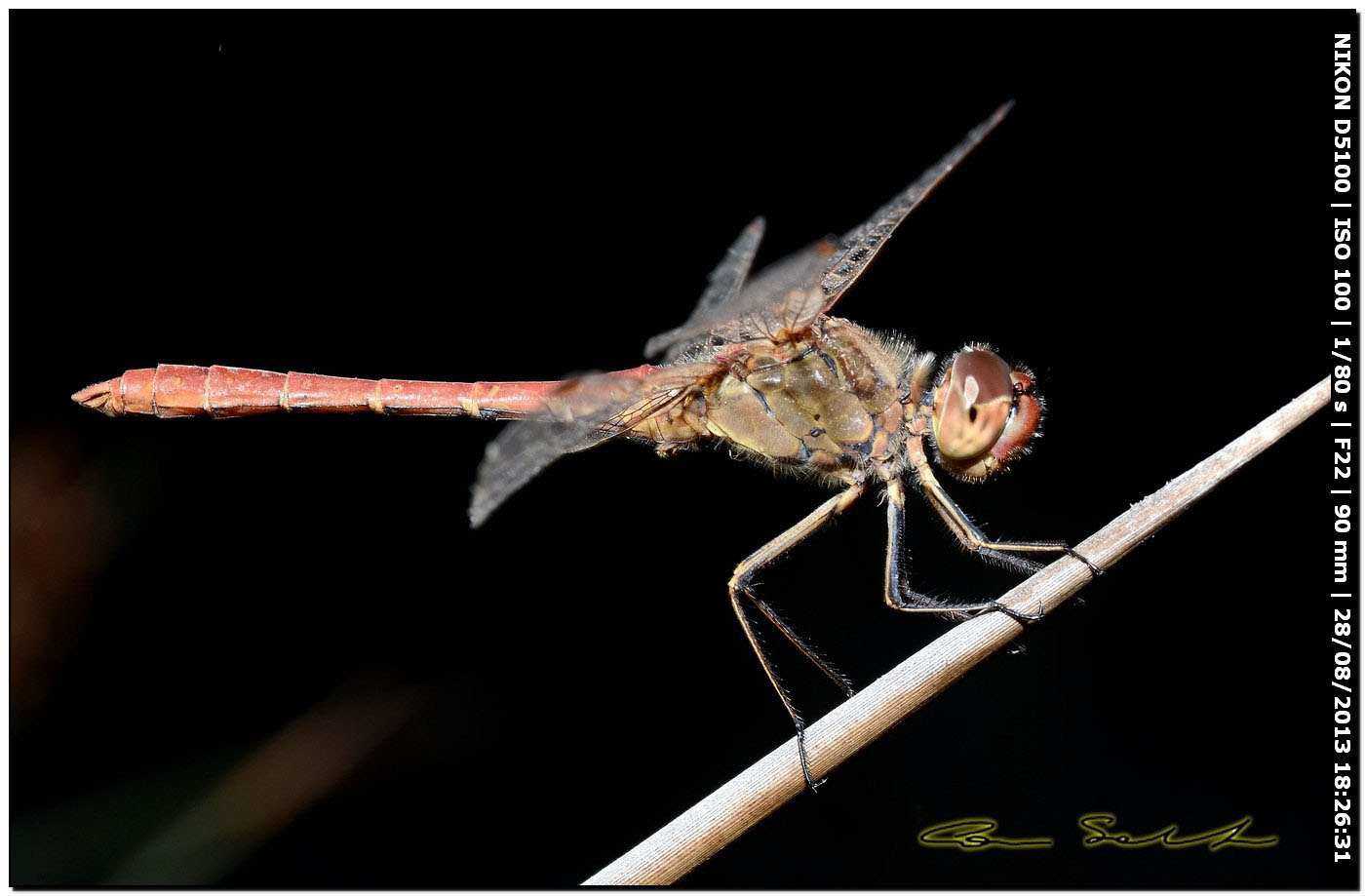 Sympetrum meridionale