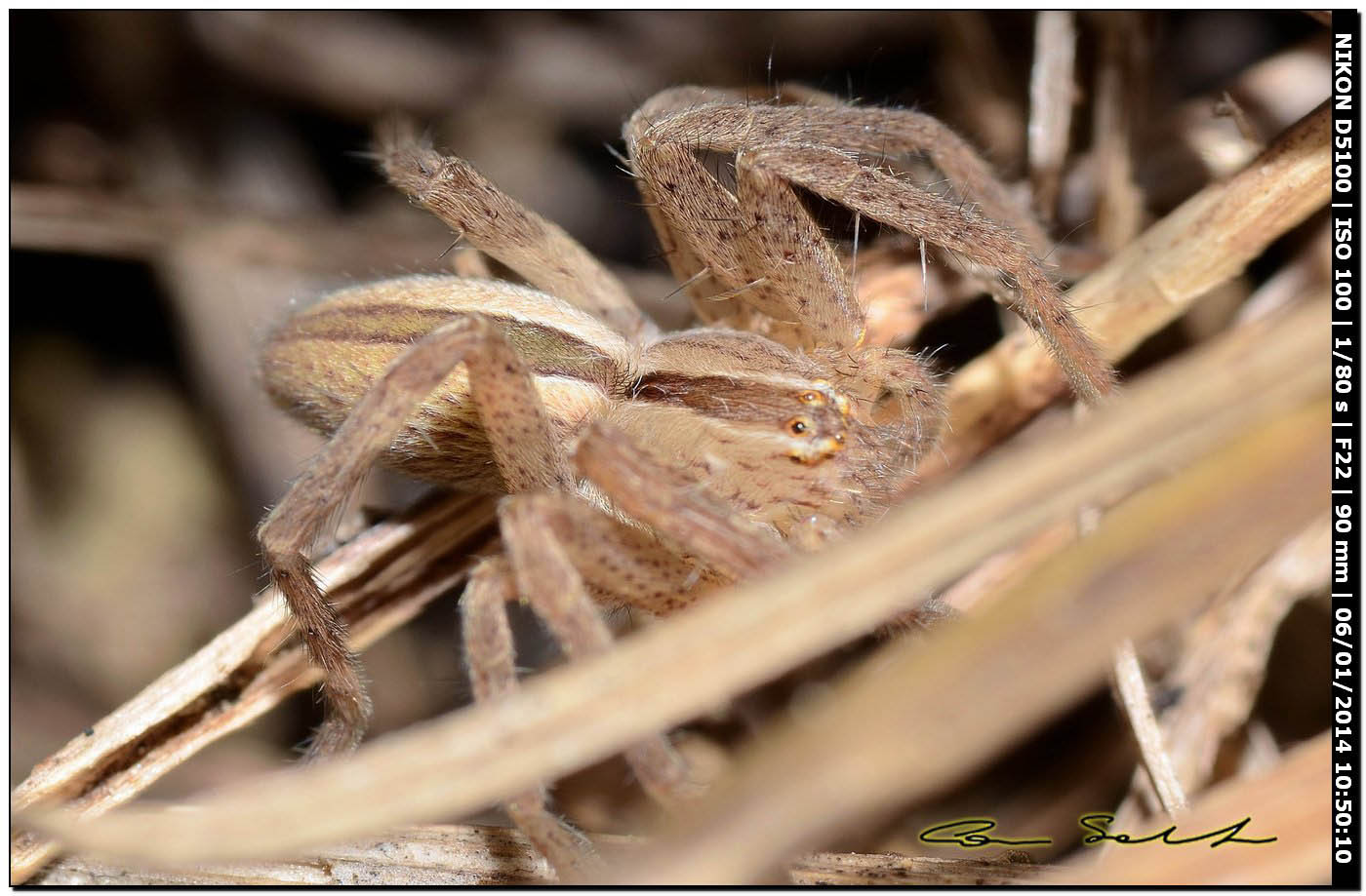 Micrommata ligurina - Alghero (SS)