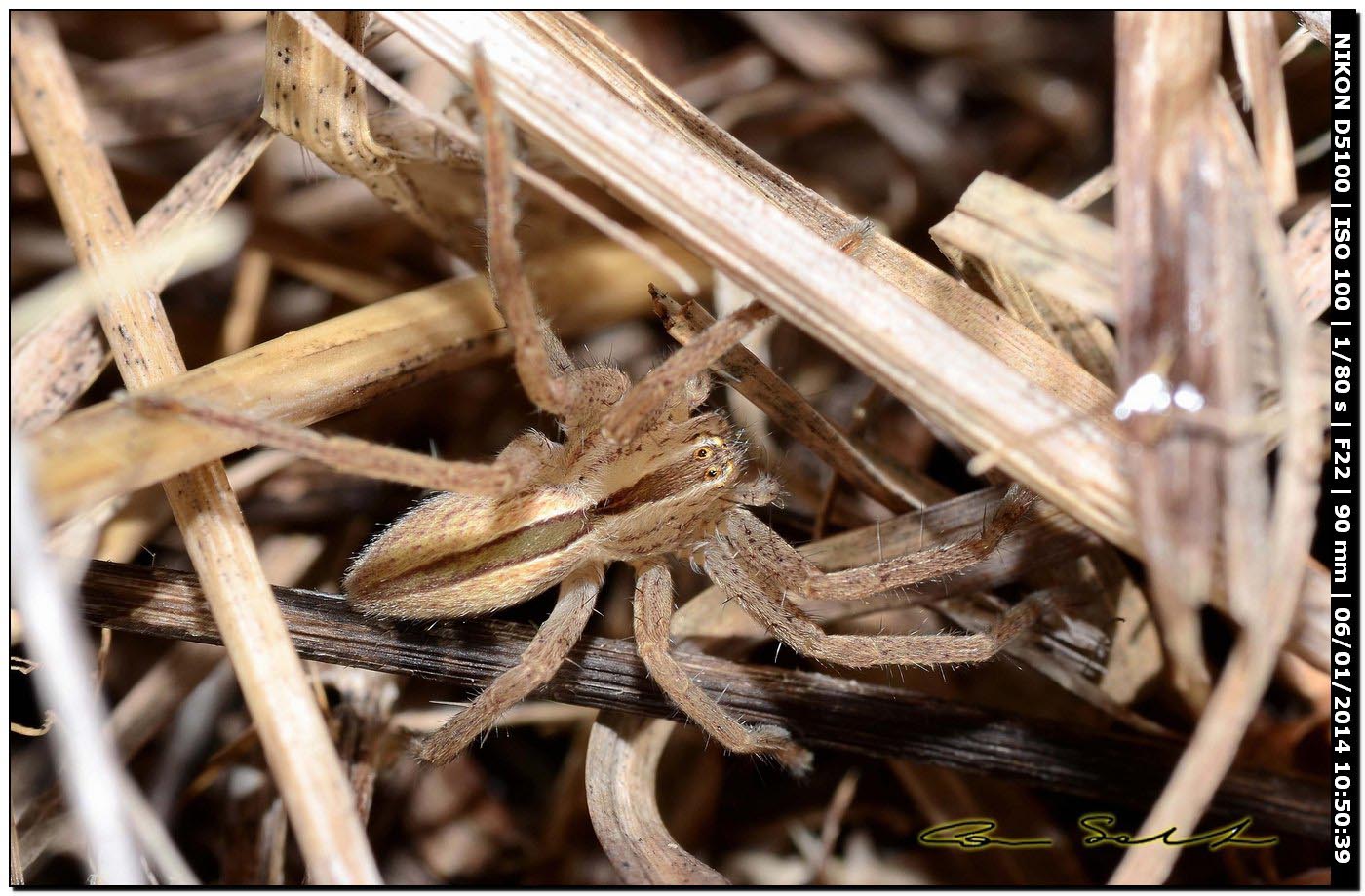 Micrommata ligurina - Alghero (SS)