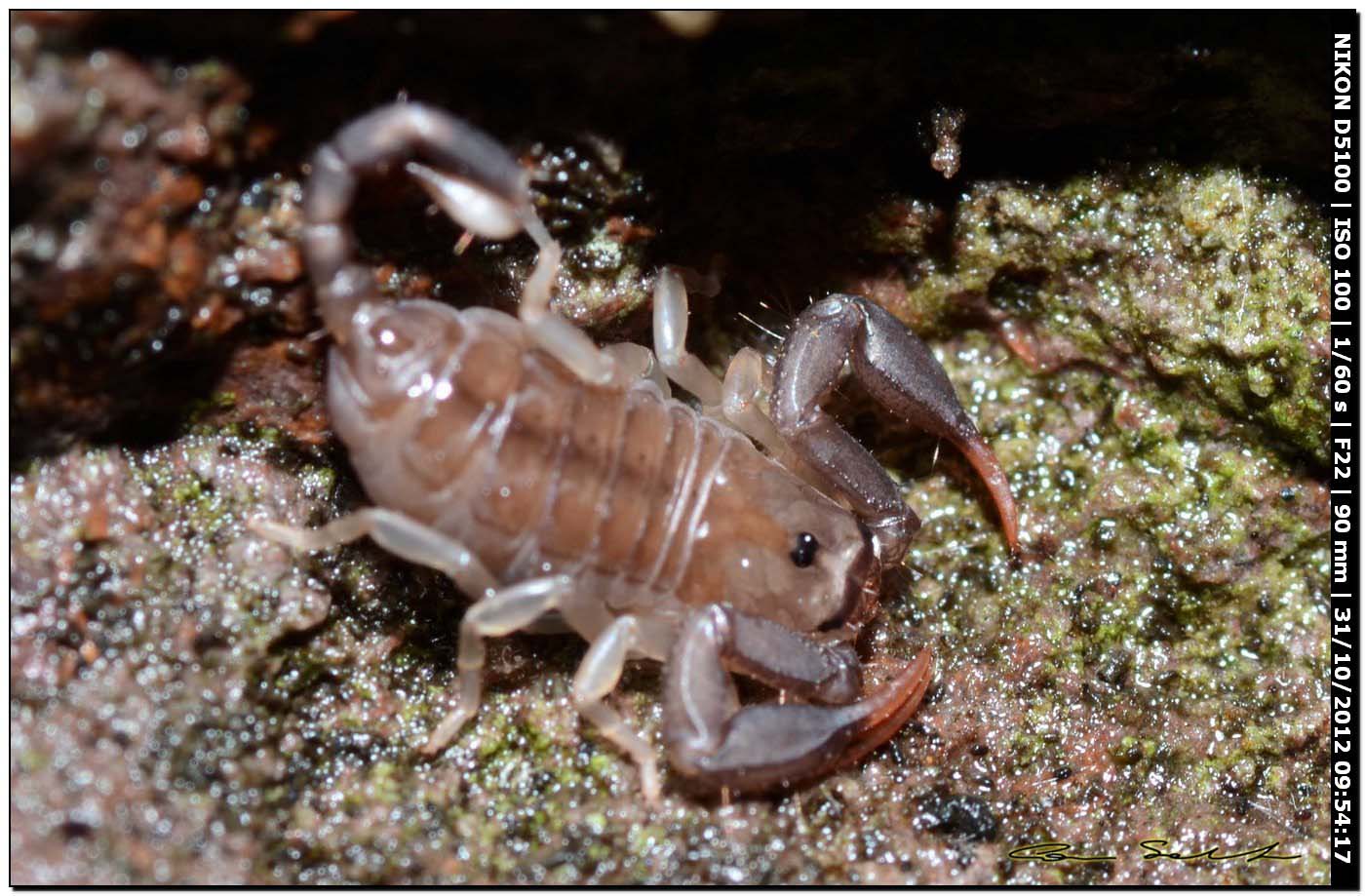 Giovane Euscorpius flavicaudis