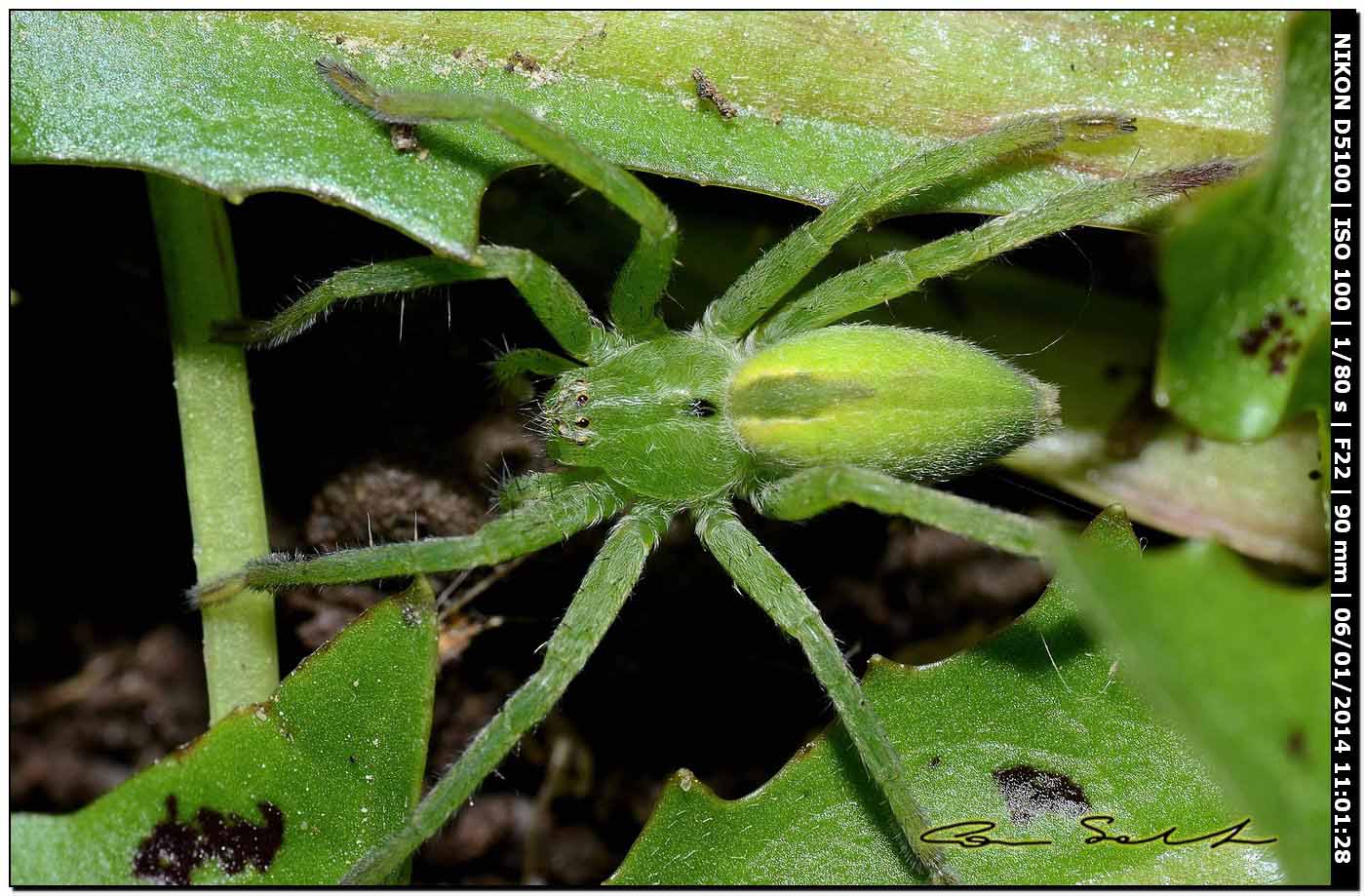 Micrommata ligurina - Alghero (SS)