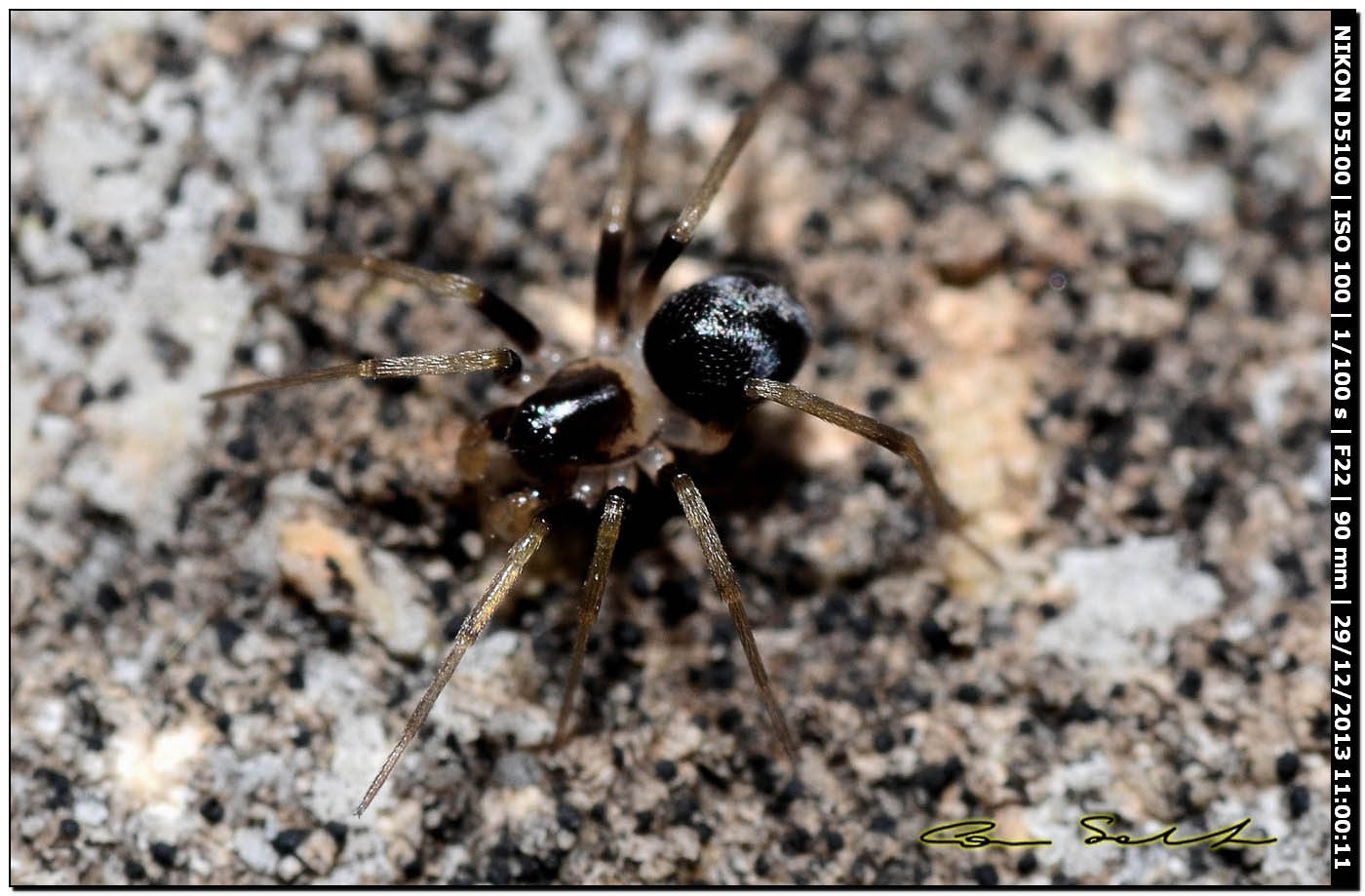 Corinnidae? No. Zodarion sp. - Alghero (SS)