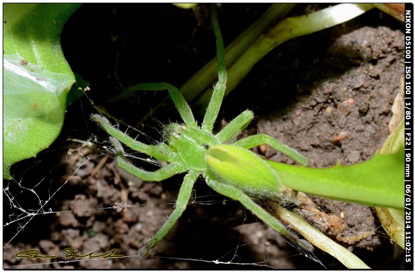 Micrommata ligurina - Alghero (SS)