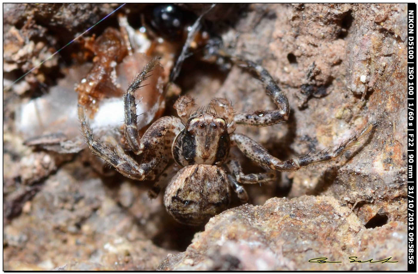 Xysticus sp.