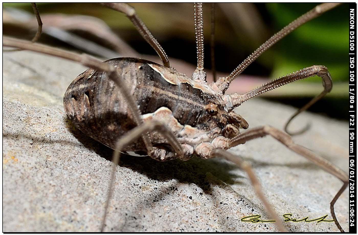 Phalangiidae, Mitopus sp. ♀
