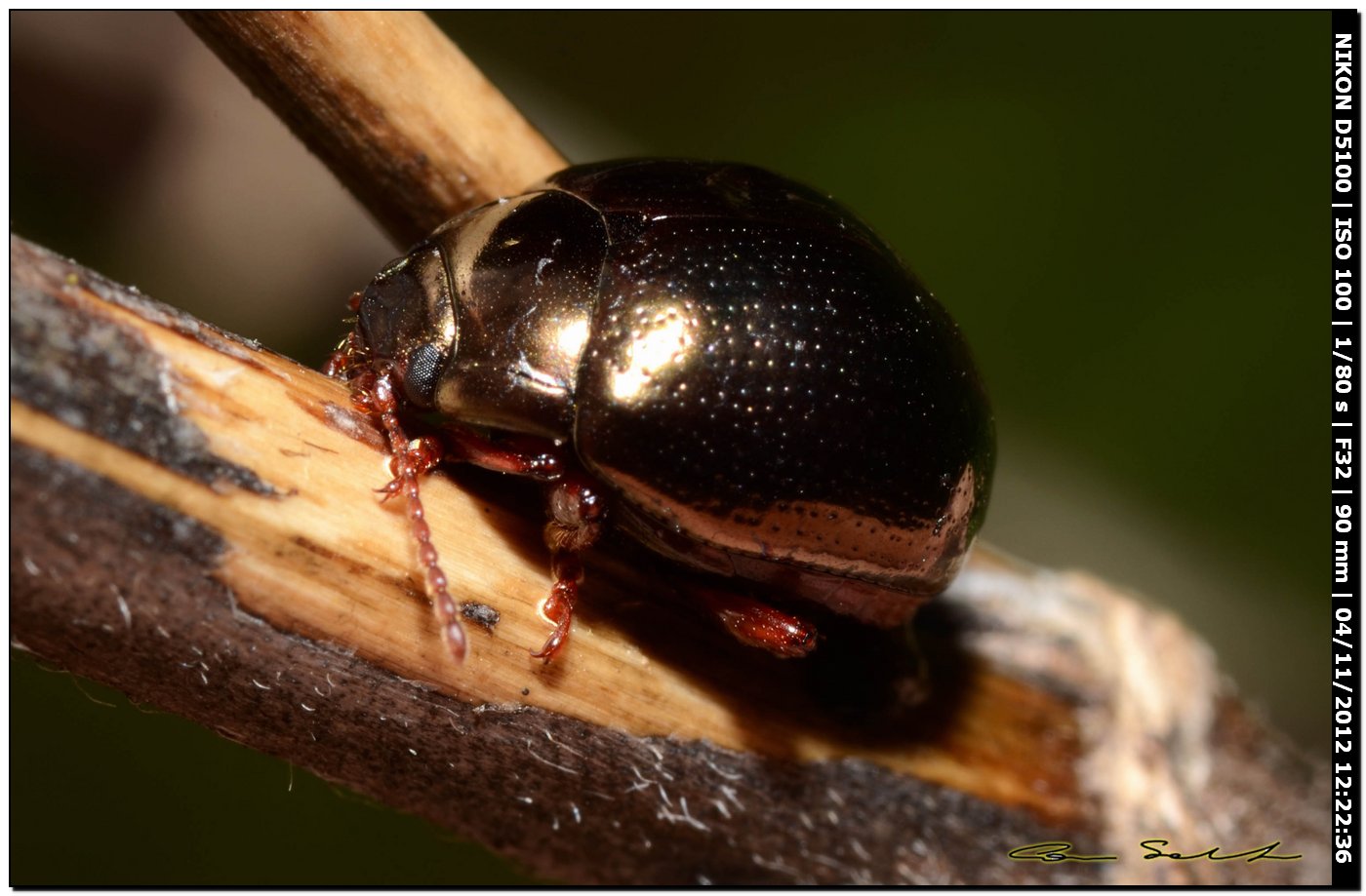 Chrysomelidae, Chrysolina bankii?