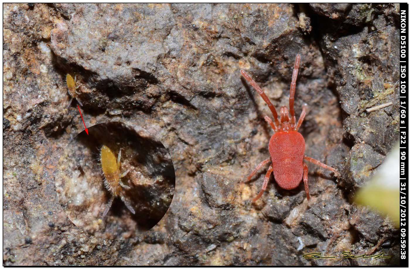 Trombidiidae? e collembolo?