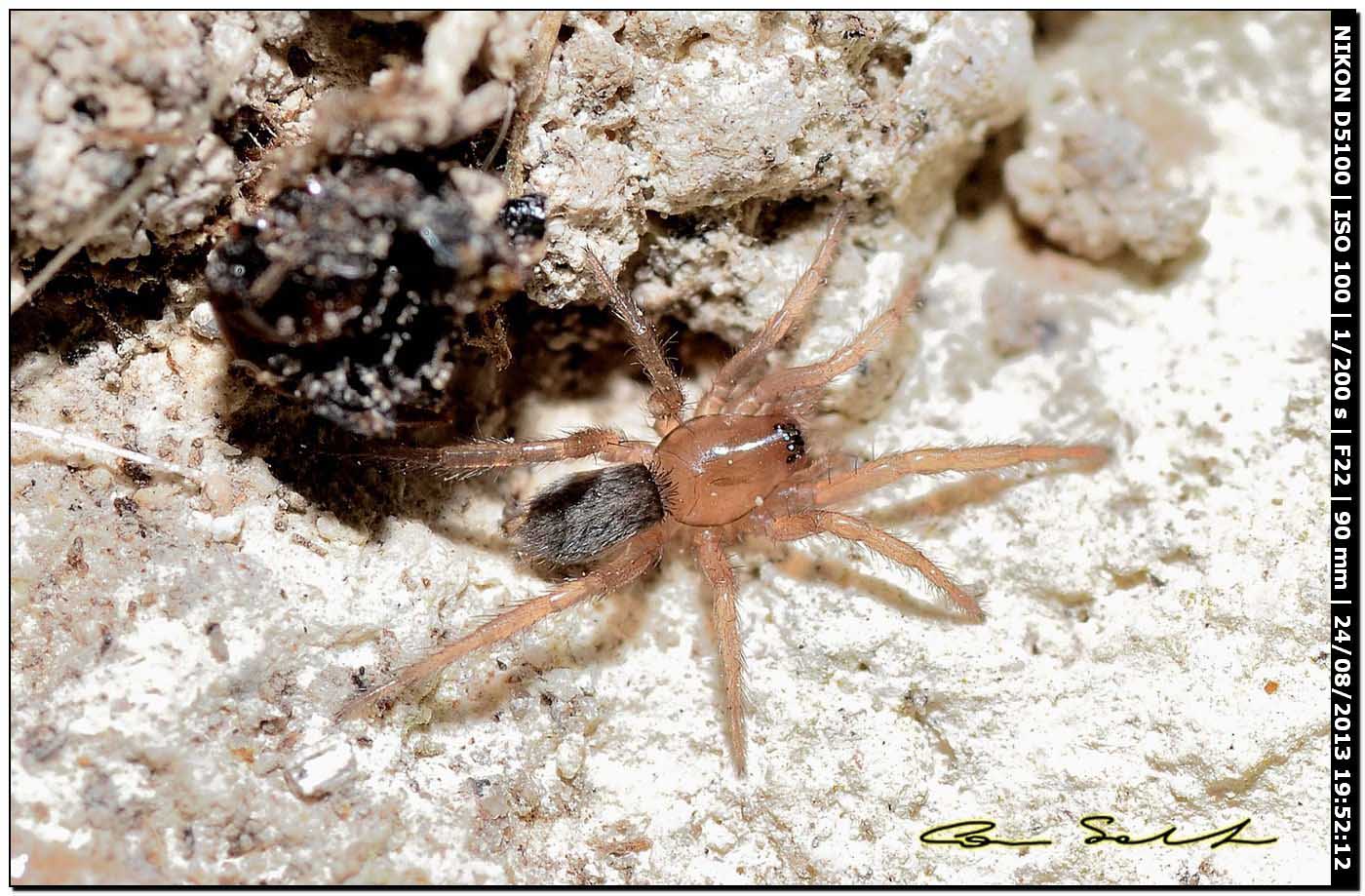 Gnaphosa alacris - Alghero (SS)
