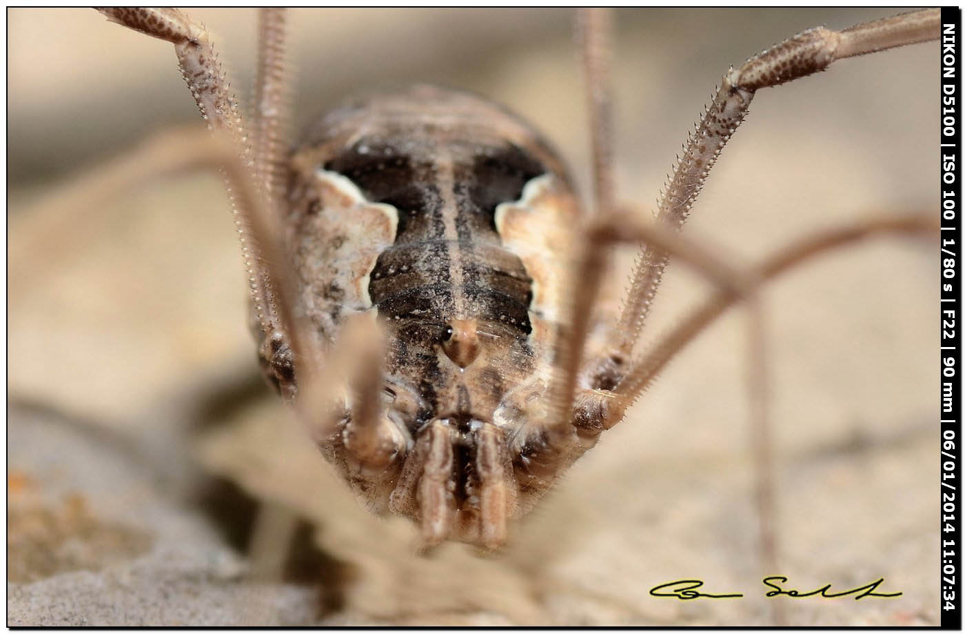 Phalangiidae, Mitopus sp. ♀