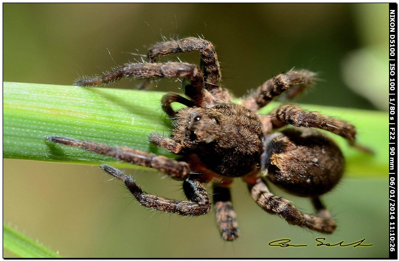 Alopecosa albofasciata - Alghero (SS)