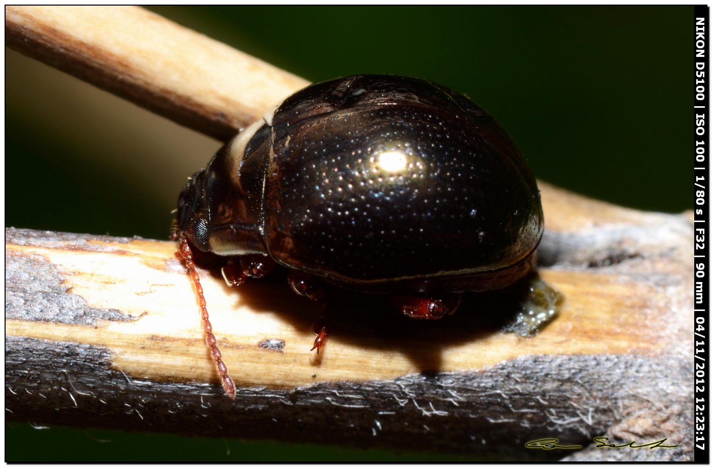 Chrysomelidae, Chrysolina bankii?