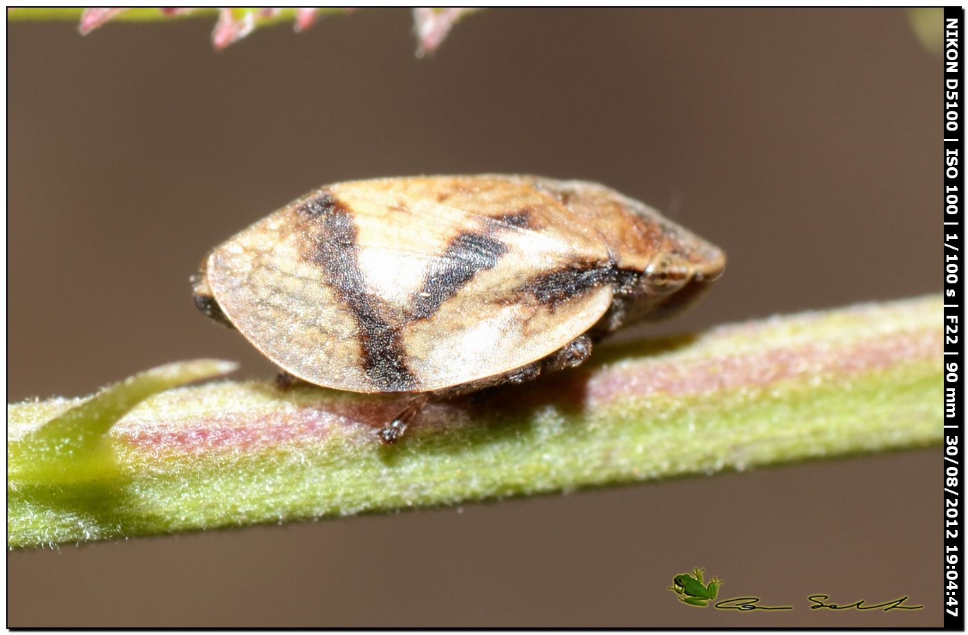 Aphrophoridae: Lepyronia coleoptrata