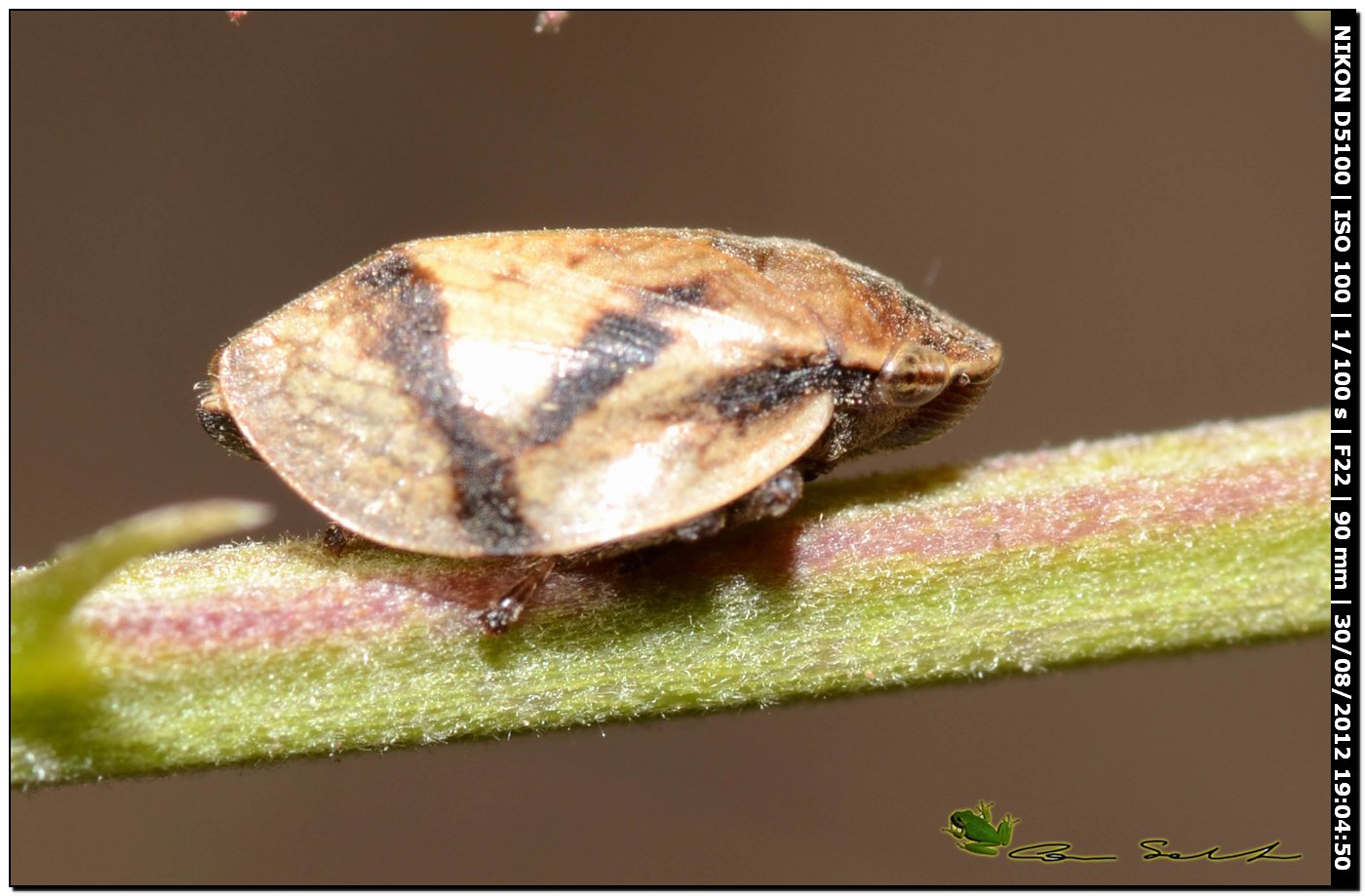 Aphrophoridae: Lepyronia coleoptrata