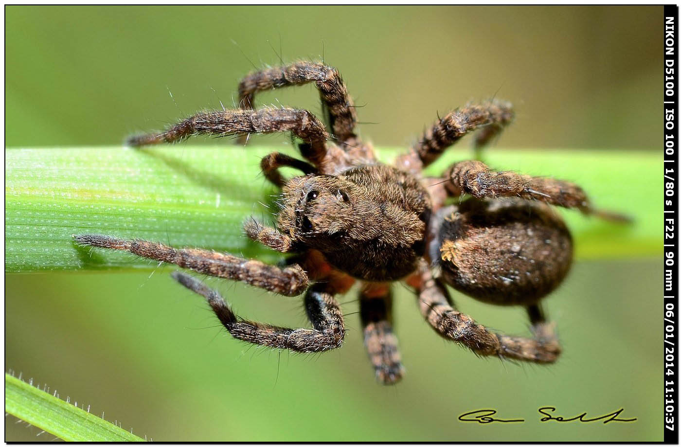 Alopecosa albofasciata - Alghero (SS)
