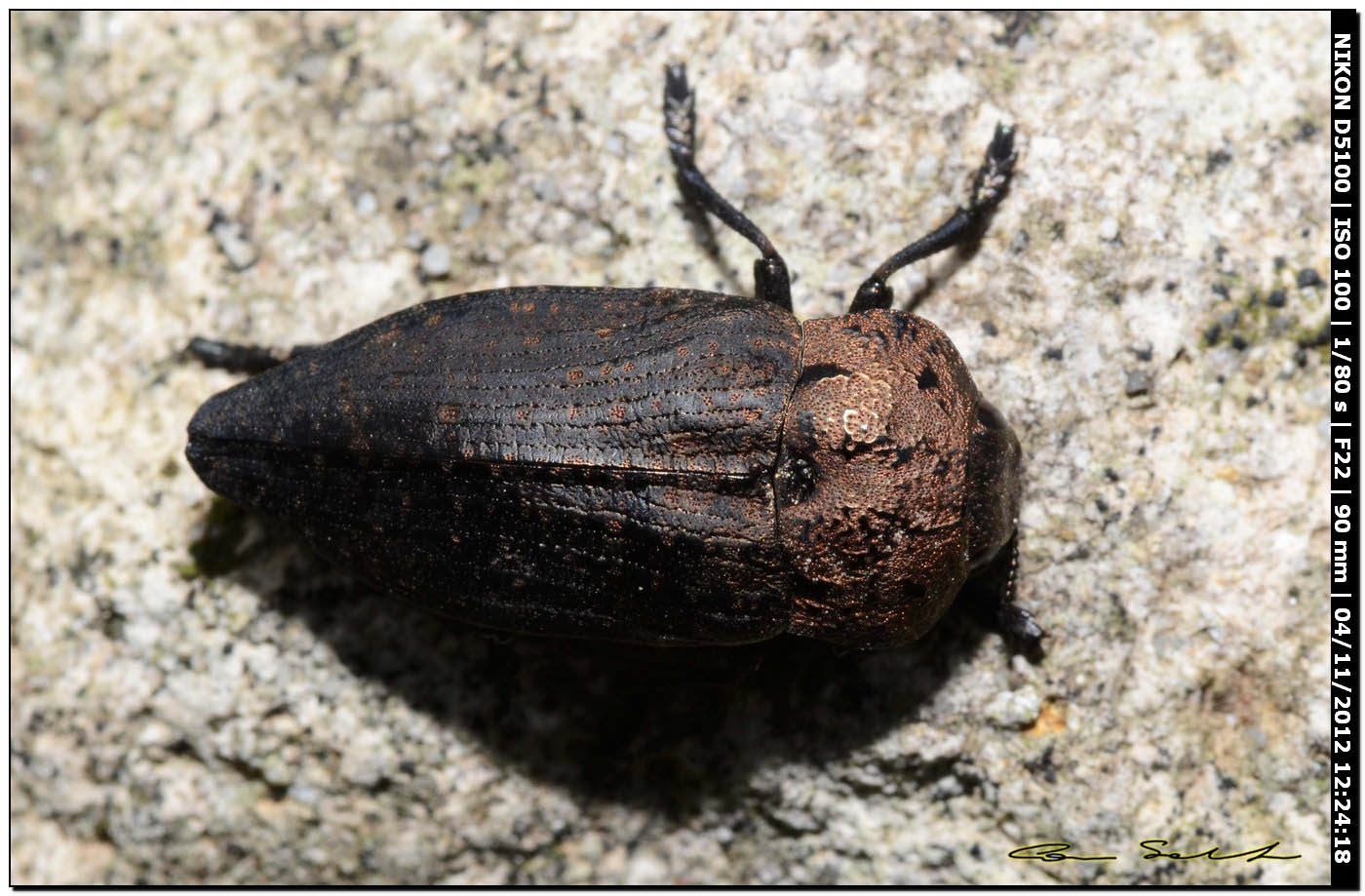Buprestidae, Capnodis tenebricosa