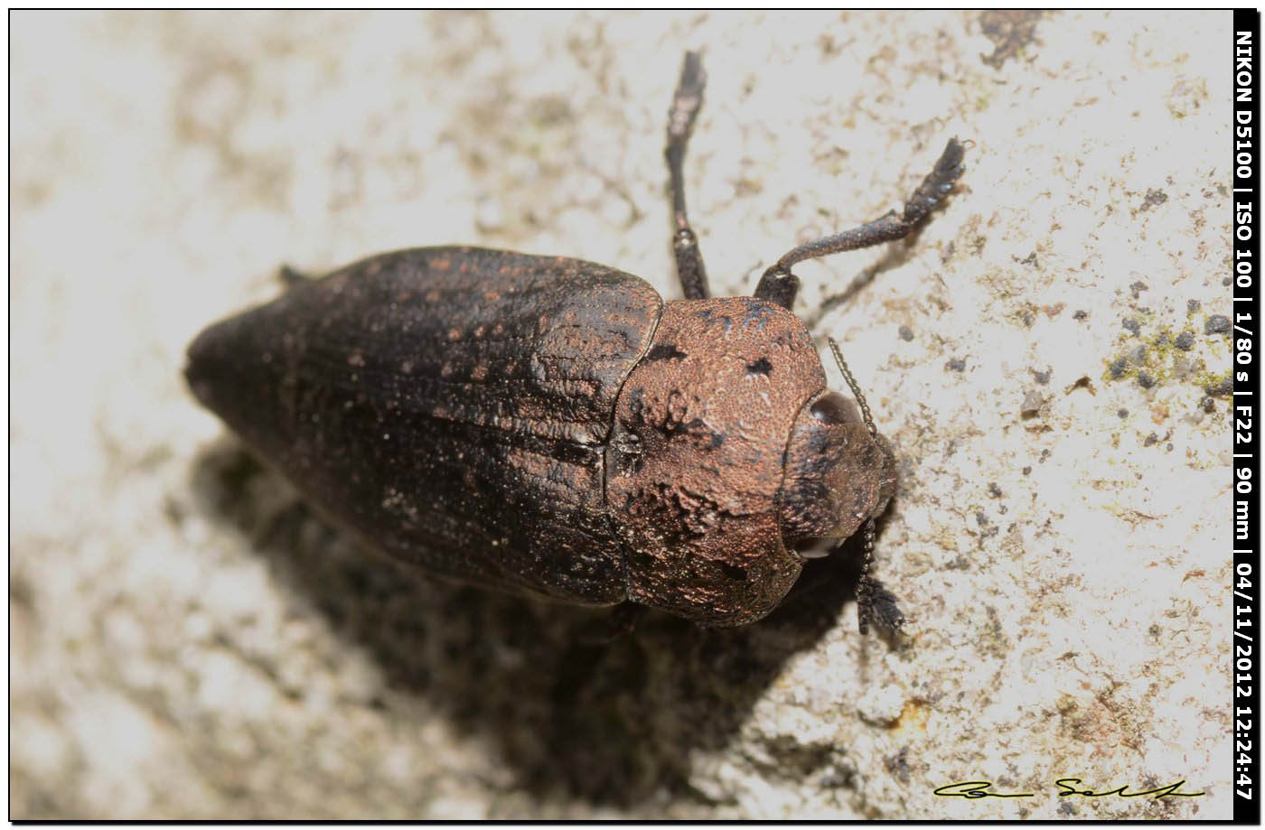 Buprestidae, Capnodis tenebricosa