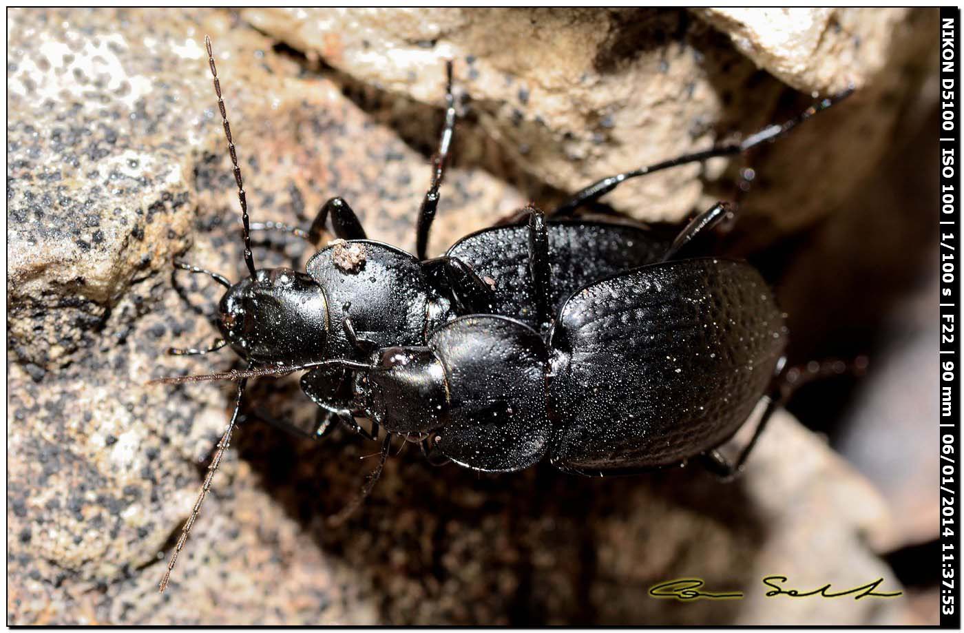 Carabidae, Licinus punctatulus ♂♀